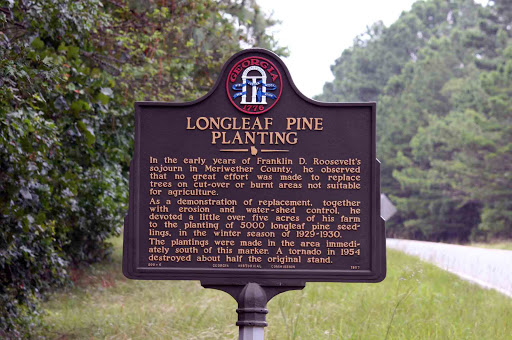 Longleaf Pine Planting