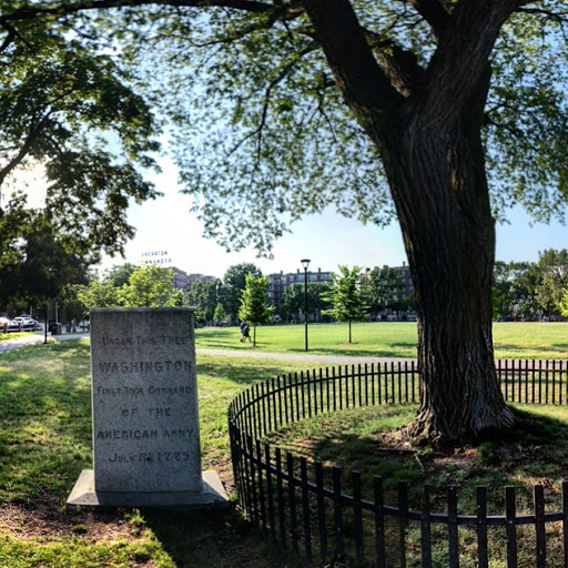Washington Elm