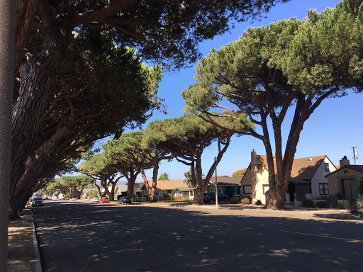 Italian Stone Pines