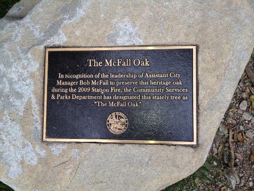 The McFall Oak
