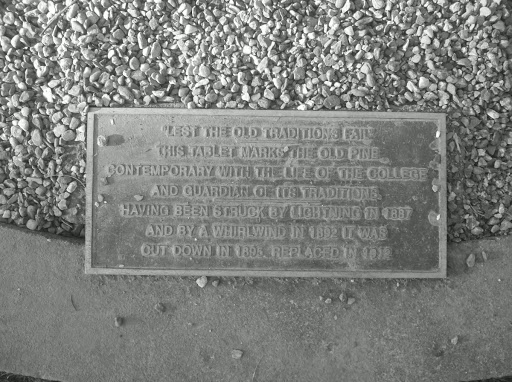Dartmouth's Old Pine