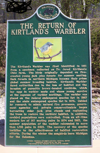 Return of Kirtland´s Warbler, The