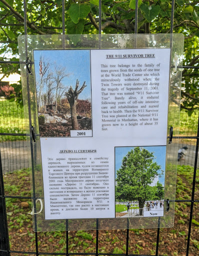 9/11 Survivor Tree, Asser Levy Park