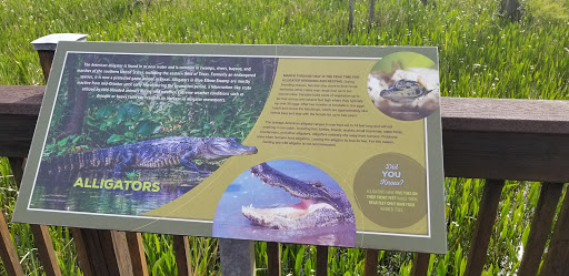 Alligators