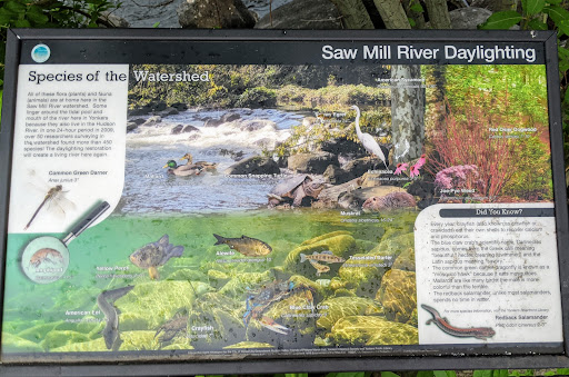 Saw Mill River Daylighting - Species of the Watershed