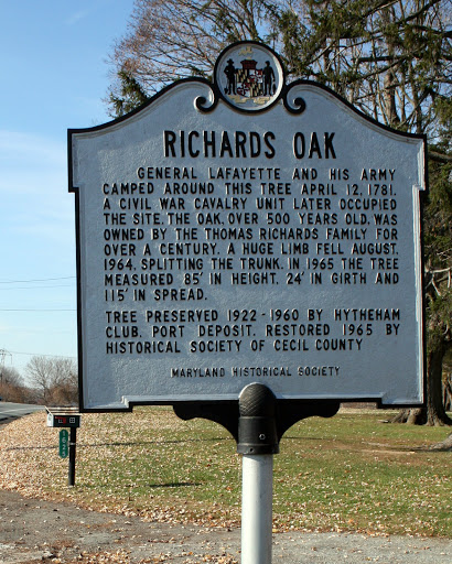 Richards Oak