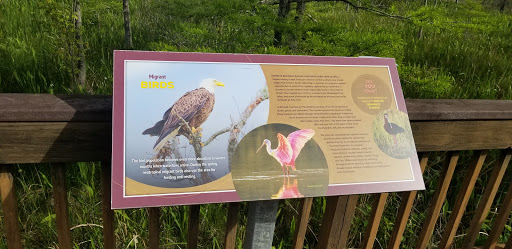 Migrant Birds