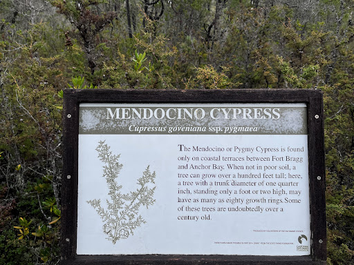 Mendocino Cypress