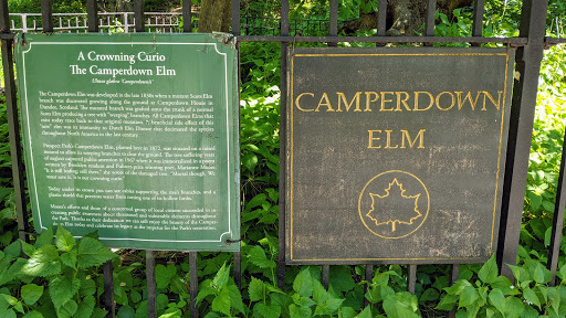 Camperdown Elm
