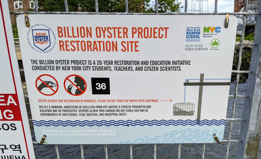 Billion Oyster Project Restoration Site