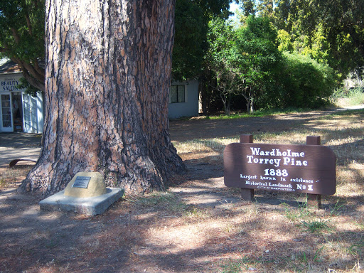 Largest Torrey Pine Tree